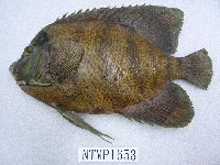 藏品(六帶蓋刺魚)的圖片
